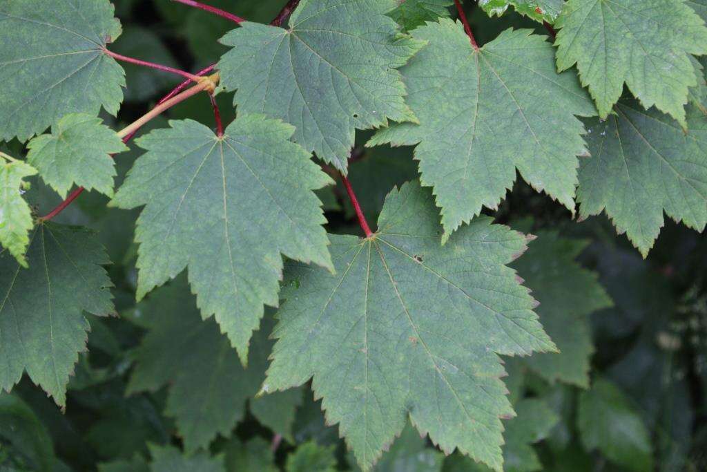 Imagem de Acer caudatum Wall.