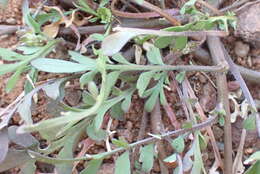 Image of Lepidium desertorum Eckl. & Zeyh.