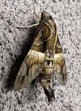 Слика од Macroglossum divergens Walker 1856