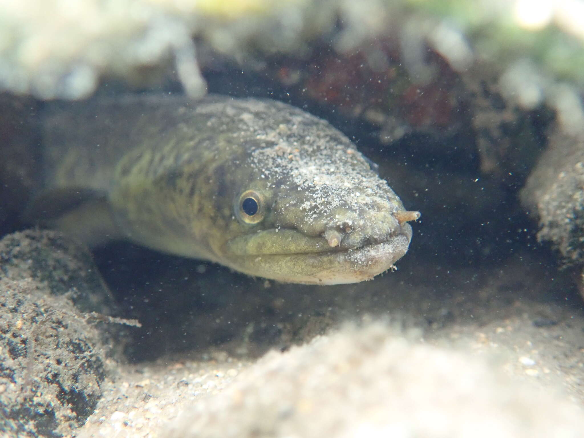 Image of Giant Long-finned Eel