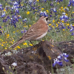 صورة Eremophila Boie & F 1828