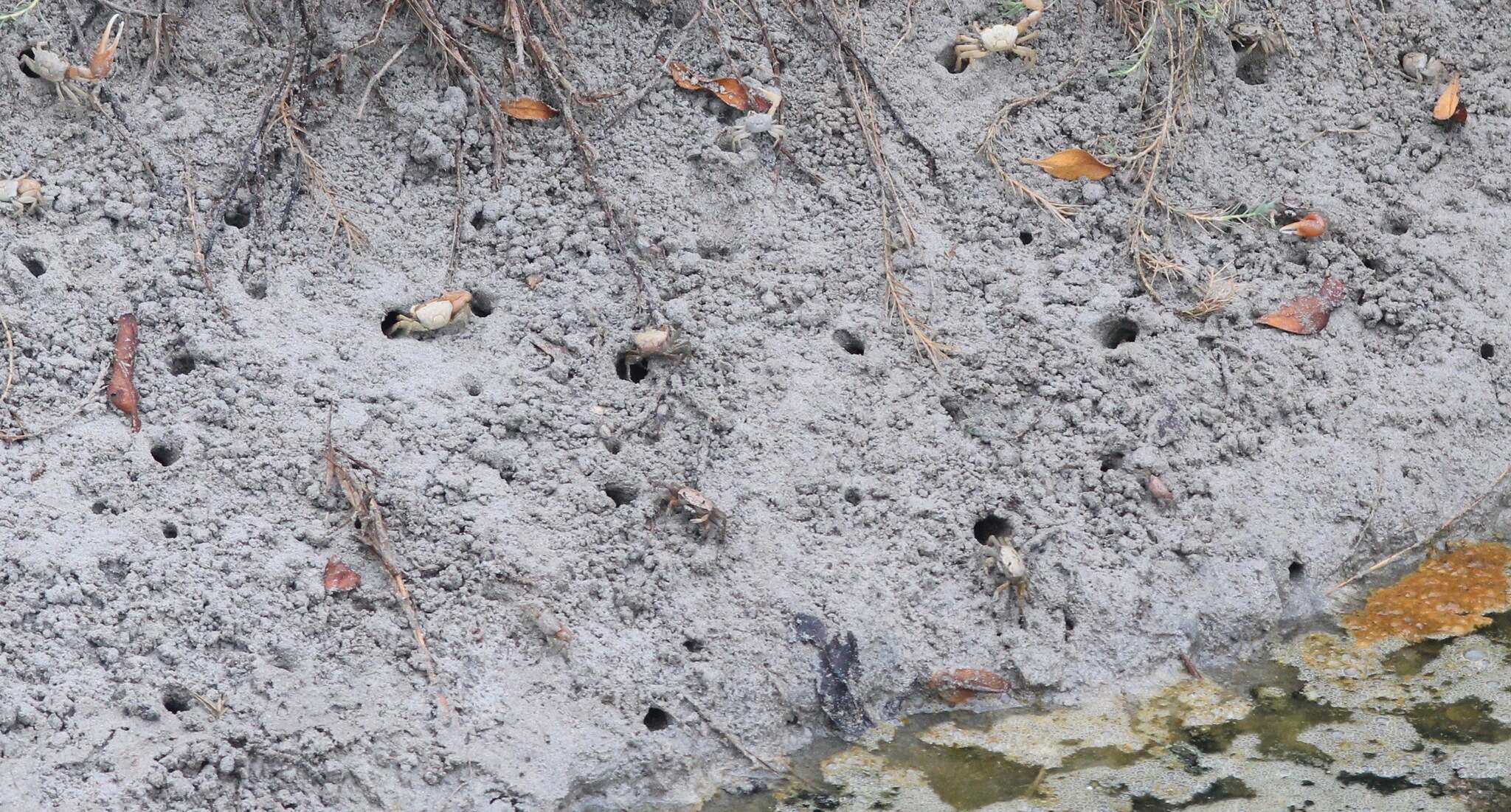 Image of Galápagos Fiddler Crab
