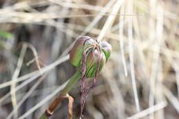 Image of Jacobean Lily