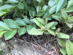 Image of Croton crassifolius Geiseler