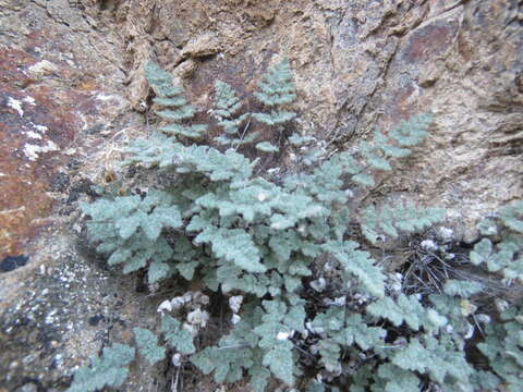 Image of Parry's lipfern