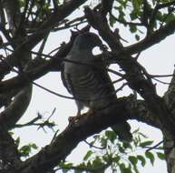 Image of African Cuckoo-Falcon