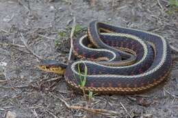 Sivun Thamnophis sirtalis parietalis (Say ex James 1823) kuva