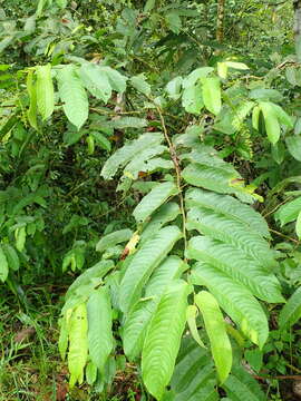 Image of Banara guianensis Aubl.