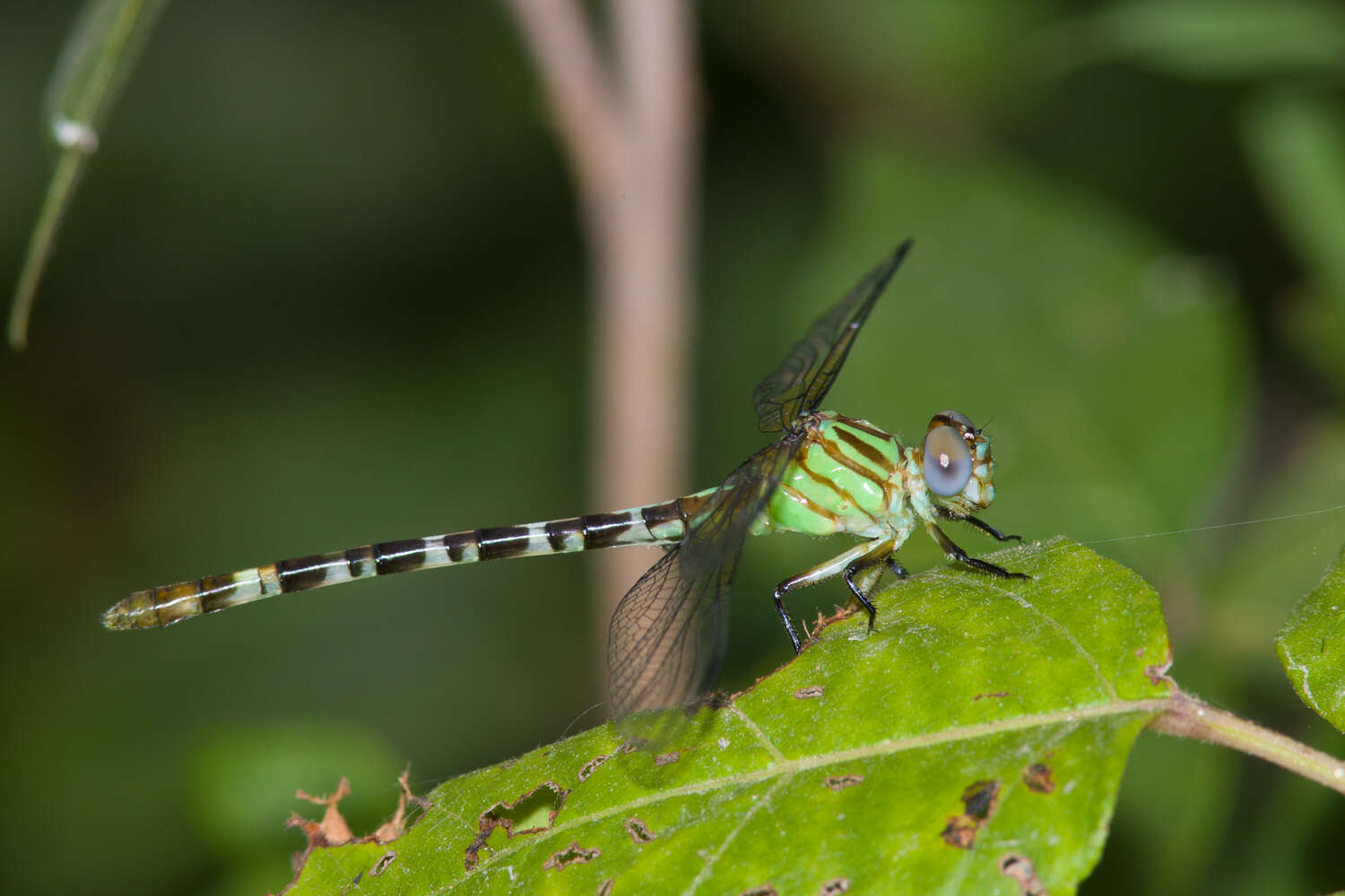 Image of Blue-faced Ringtail