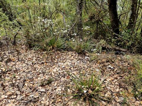 Image of Libertia mooreae Blanchon, B. G. Murray & Braggins