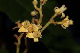 Plancia ëd Lepidotrichilia volkensii (Gürke) Leroy