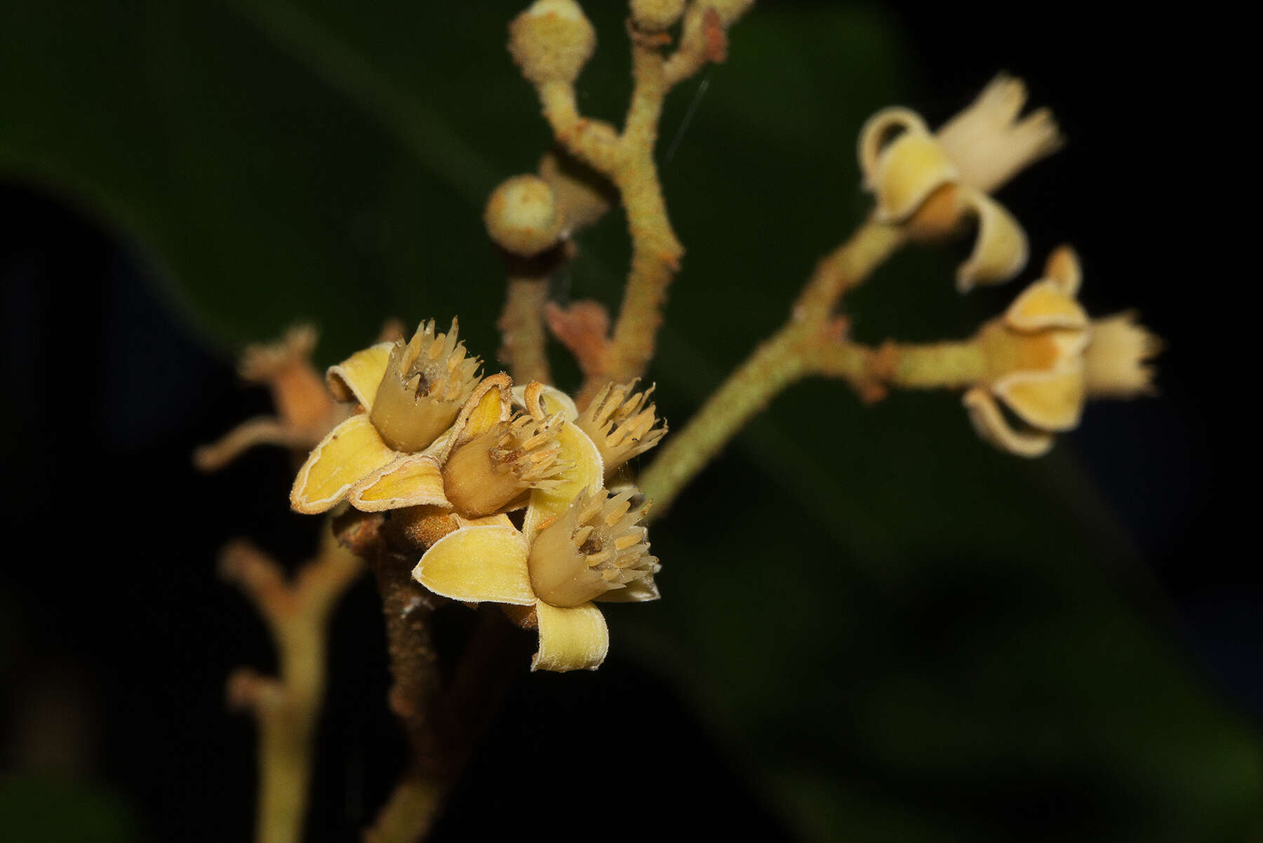 Image of Lepidotrichilia volkensii (Gürke) Leroy