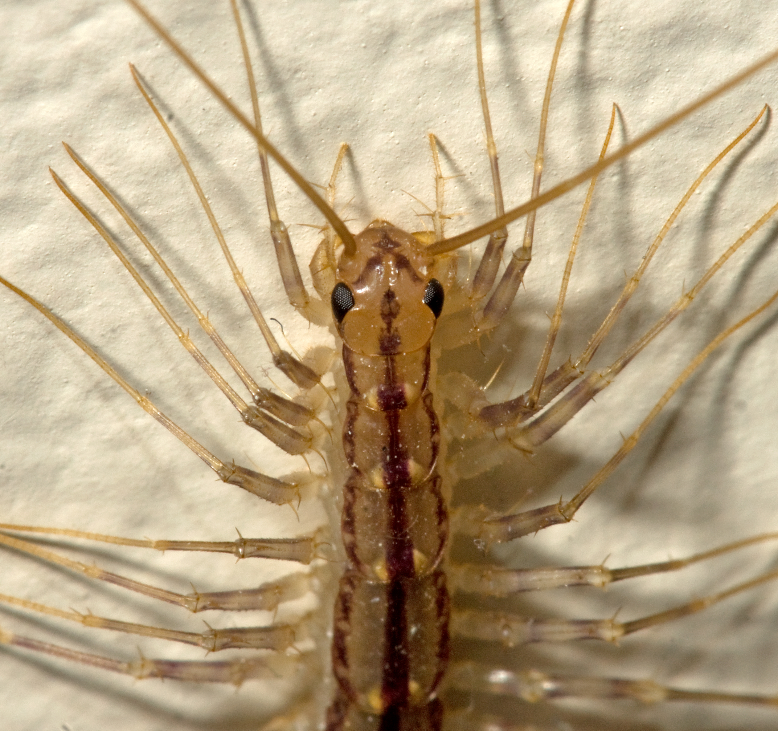 House Centipede Media - Encyclopedia Of Life