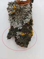 Image of wreath lichen