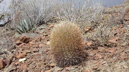 Ferocactus chrysacanthus (Orcutt) Britton & Rose resmi