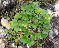 Sivun Geranium traversii Hook. fil. kuva