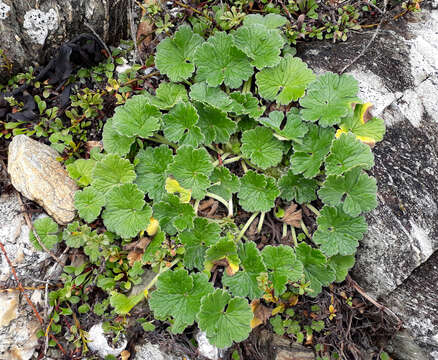 Image of Chatham Island geranium