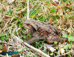 Image of Eichwald's Toad