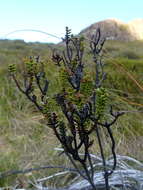Image of Veronica pauciramosa (Cockayne & Allan) Garn.-Jones