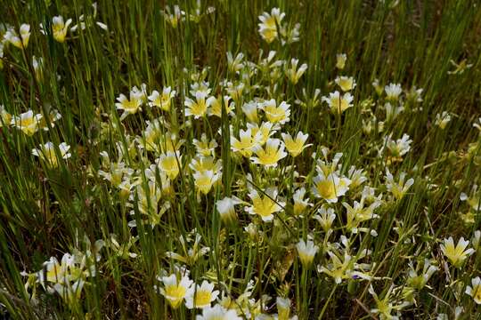 Image of Douglas' meadowfoam