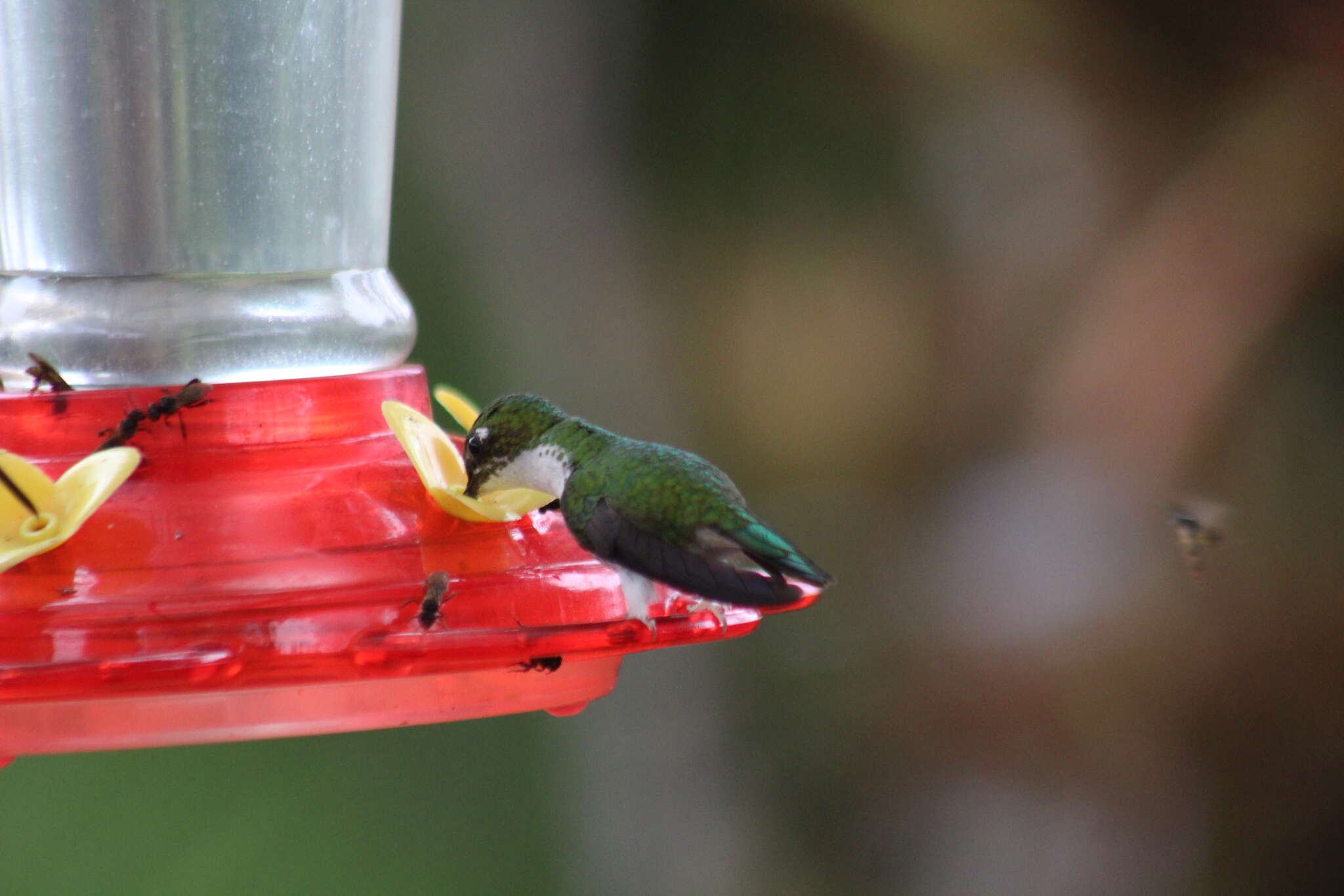 Image de Ocreatus underwoodii melanantherus (Jardine 1851)