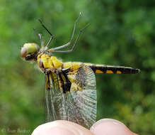 Слика од Celithemis martha Williamson 1922