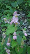 Image of Begonia palmeri S. Watson