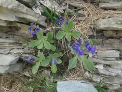 Image of Primula marginata Curtis