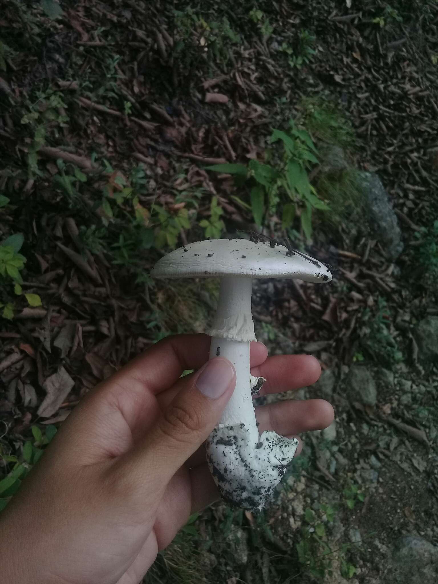 Image of Fool's Mushroom