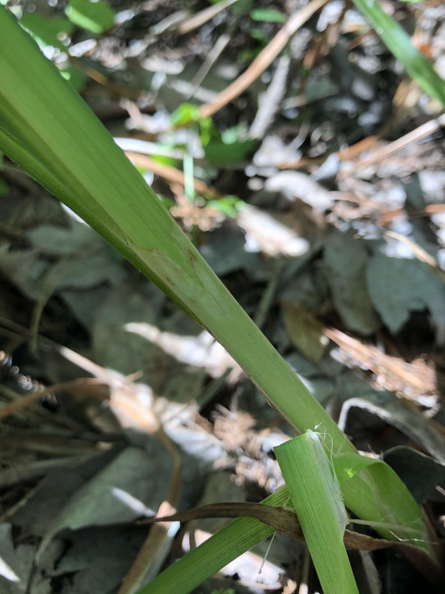 Image of false hop sedge