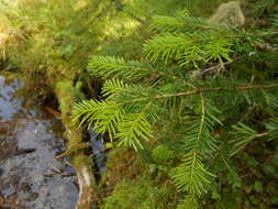 Image of Siberian Fir