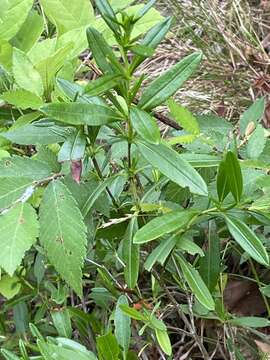 Image de Hypericum densiflorum Pursh