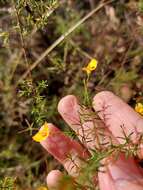 Image of Dillwynia trichopoda (Blakely) Jobson & P. H. Weston