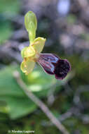 Image of Ophrys omegaifera var. basilissa (C. Alibertis, A. Alibertis & H. R. Reinhard) Faurh.