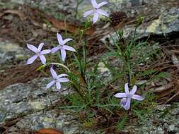 Image of Lithotoma axillaris (Lindl.) E. B. Knox