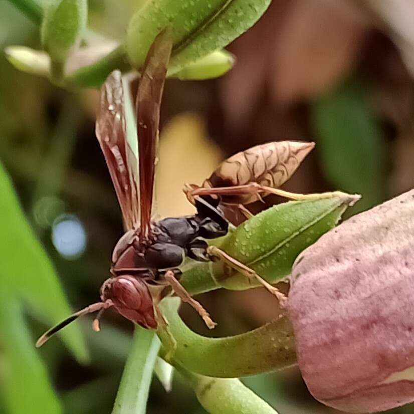 Image of Polistes cavapytiformis Richards 1978