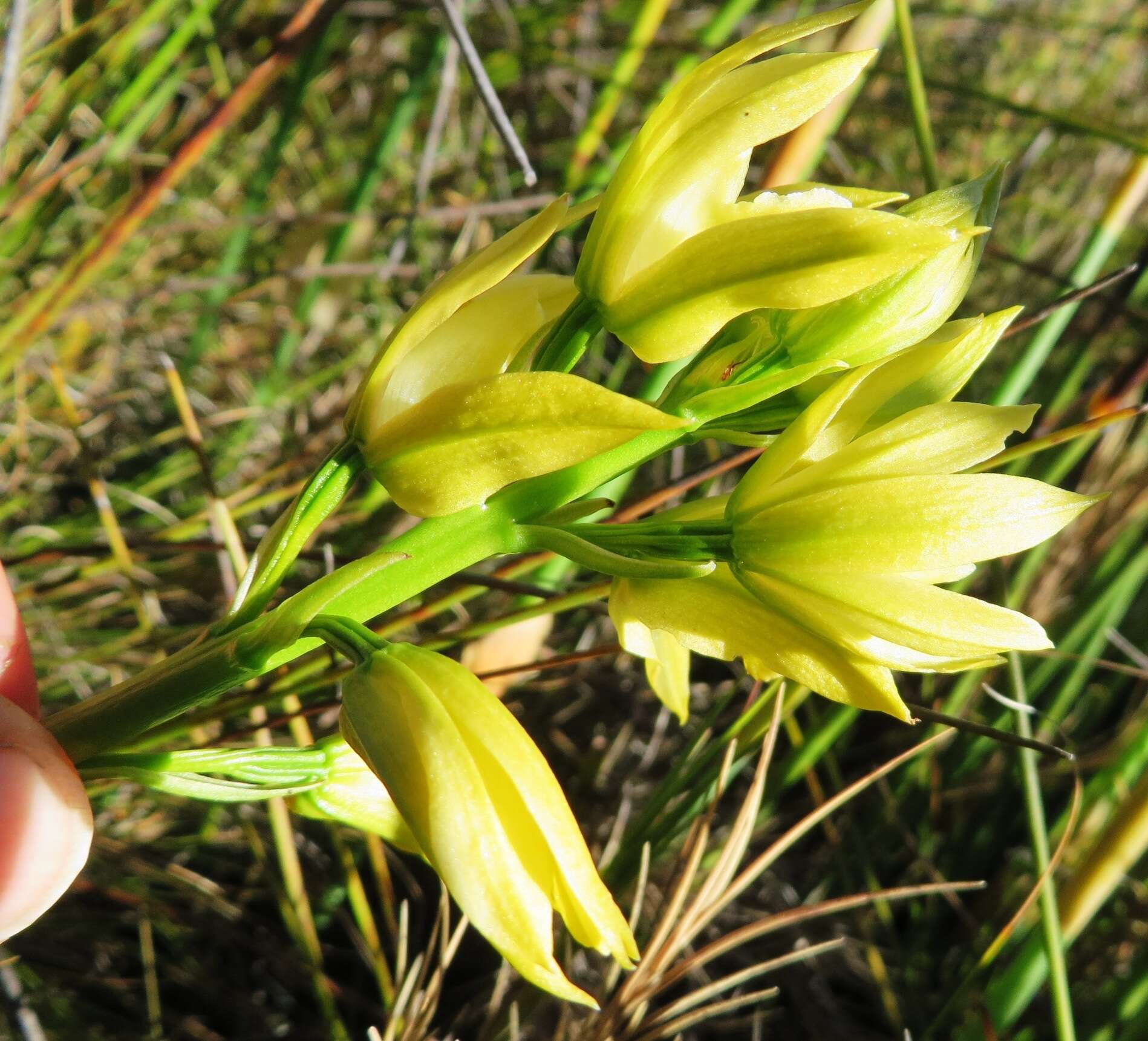 Eulophia tabularis (L. fil.) Bolus的圖片