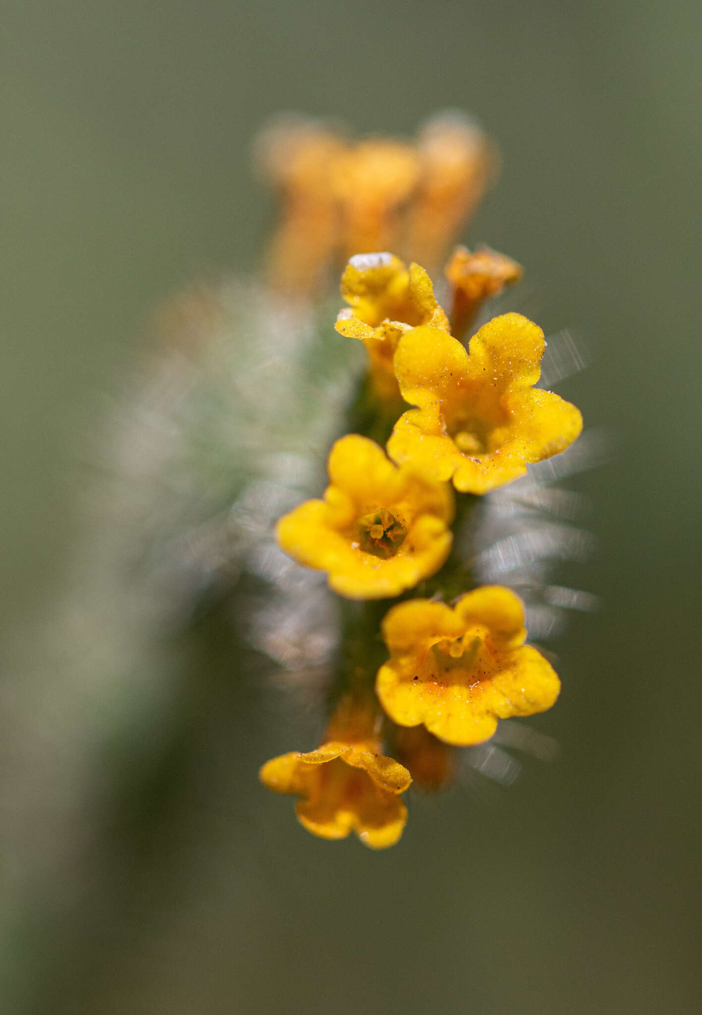 Слика од Amsinckia calycina (Moris) Chater