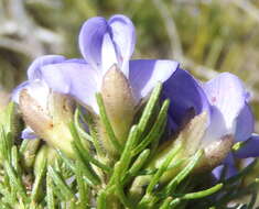 Image of Psoralea speciosa Eckl. & Zeyh.