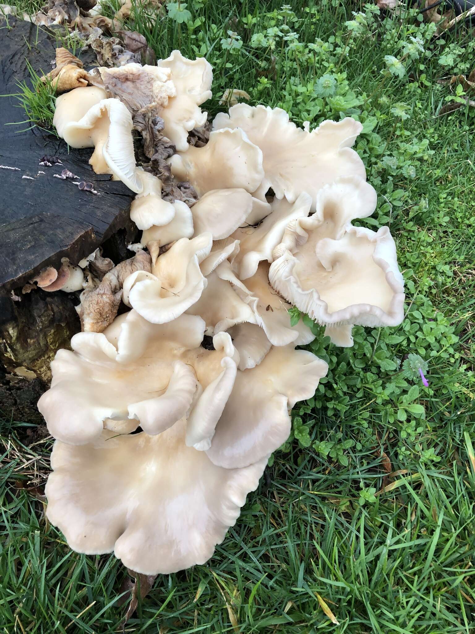 Image of Pleurotus populinus O. Hilber & O. K. Mill. 1993