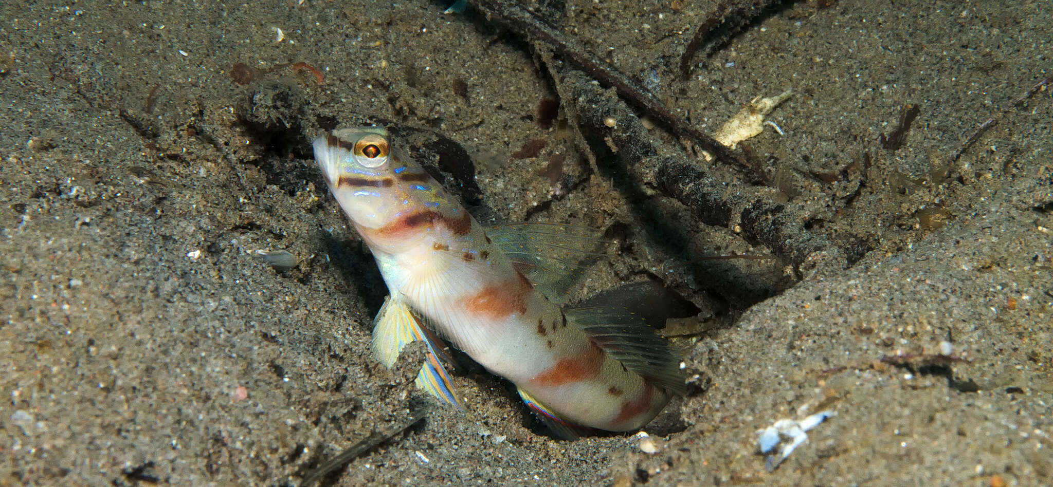 Plancia ëd Amblyeleotris diagonalis Polunin & Lubbock 1979