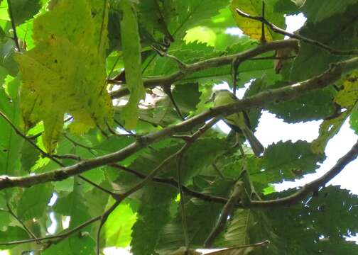 Image of Panamanian Tyrannulet