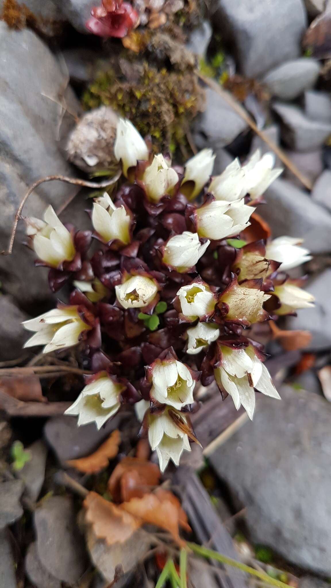 Gentianella filipes (Cheeseman) T. N. Ho & S. W. Liu resmi