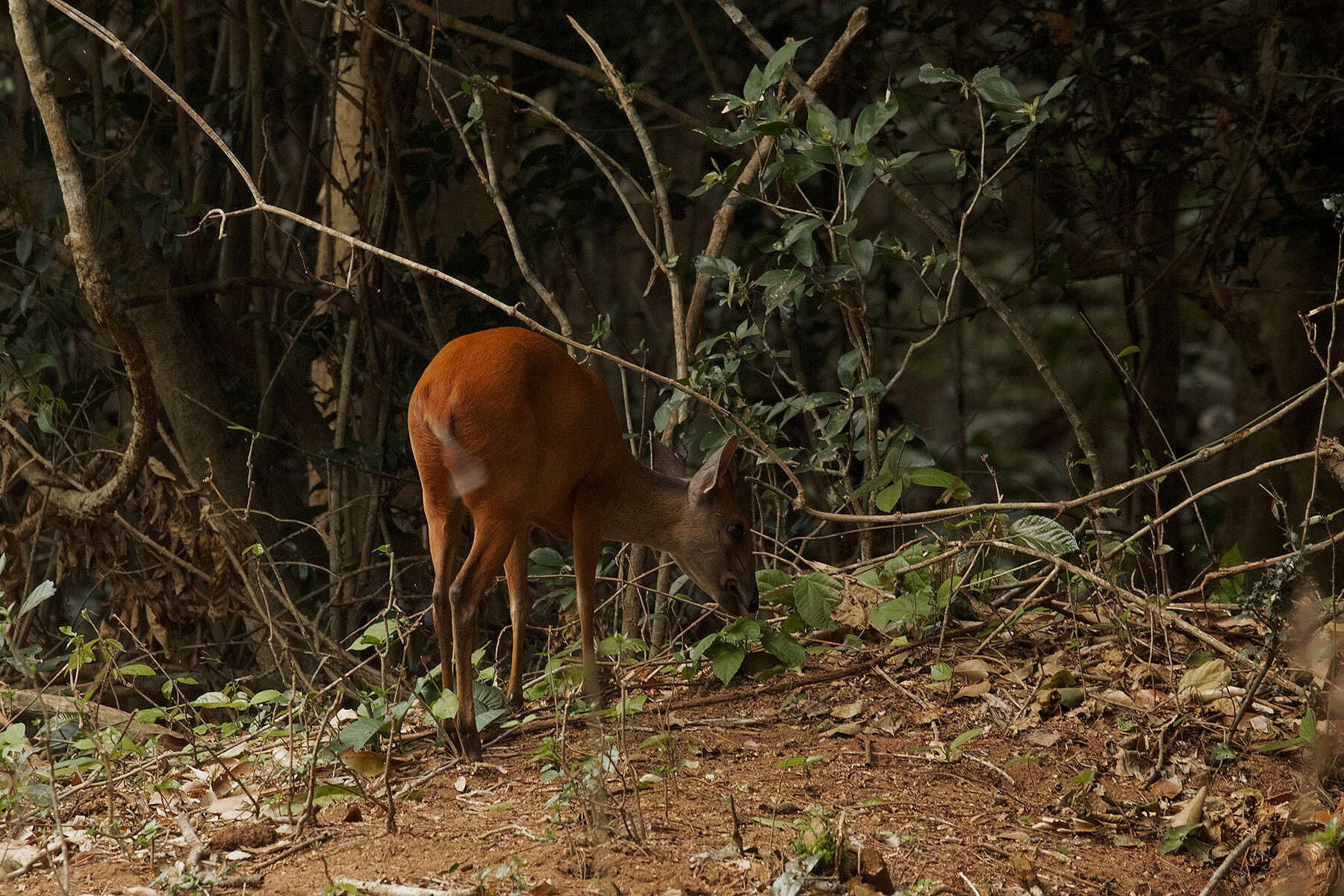 Image of Natal Duiker