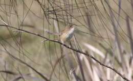 Image of Red-backed Fairy-wren