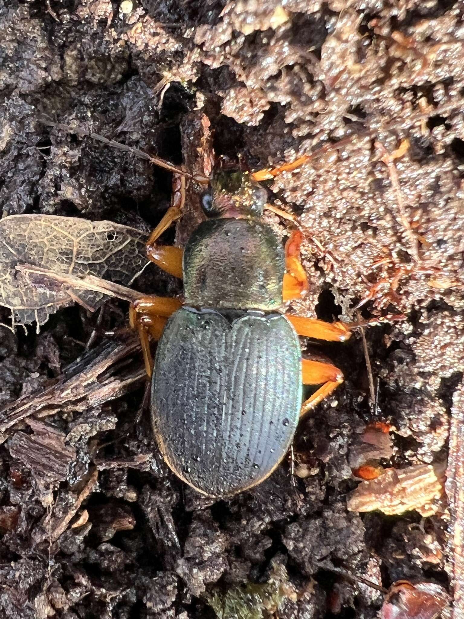 Image of Chlaenius (Chlaenius) aestivus Say 1823