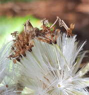 Psacaliopsis purpusii (Greenm.) H. Rob. & Brettell的圖片