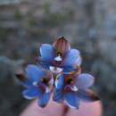 Image of Thelymitra occidentalis Jeanes