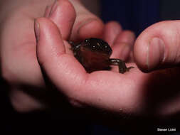 Image of Eastern Tiger Salamander