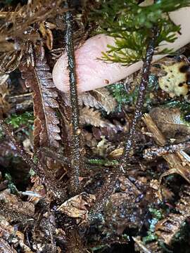 Image of Baldwin's False Filmy Fern